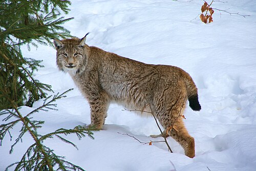 European lynx